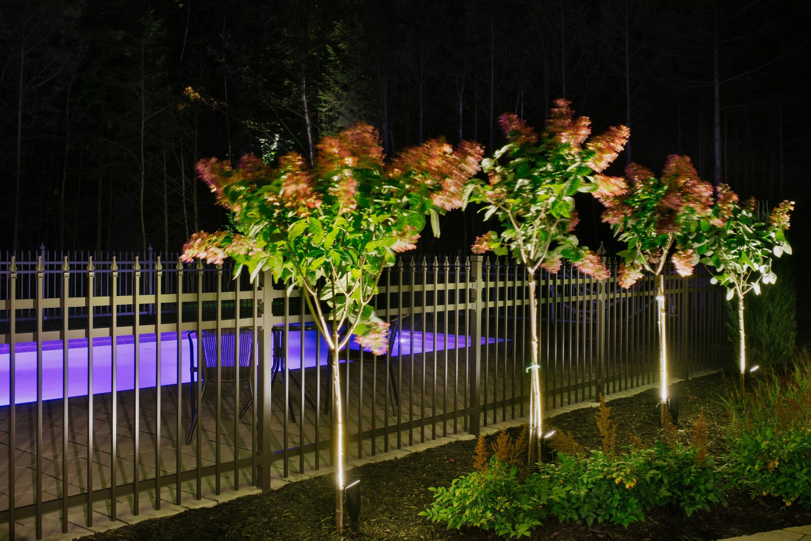 Arbres fleuris éclairés près d’une piscine