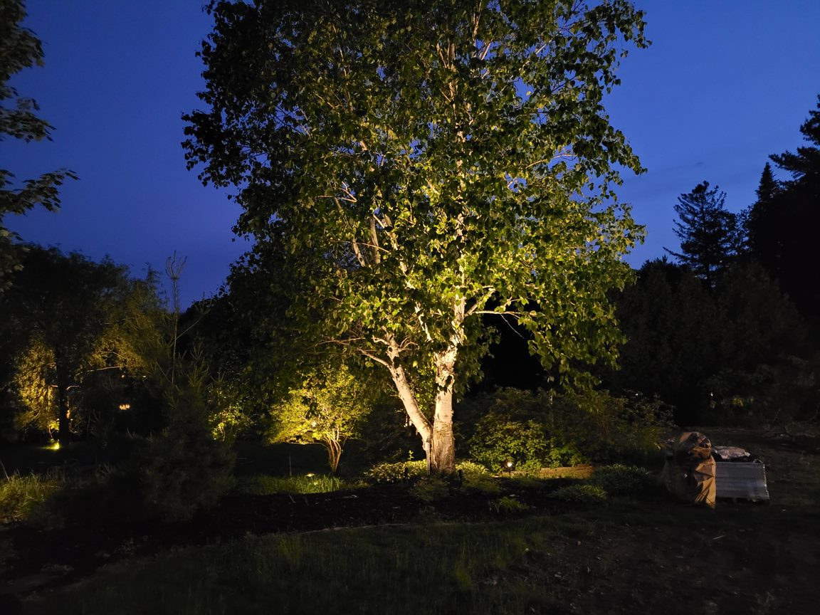 Arbres mis en valeur par un éclairage paysager chaleureux